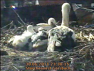 Neues aus dem Storchennest