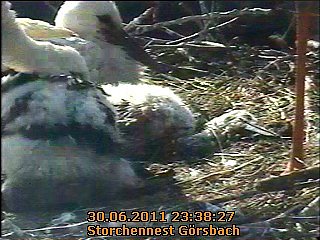 Neues aus dem Storchennest