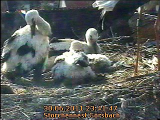Neues aus dem Storchennest