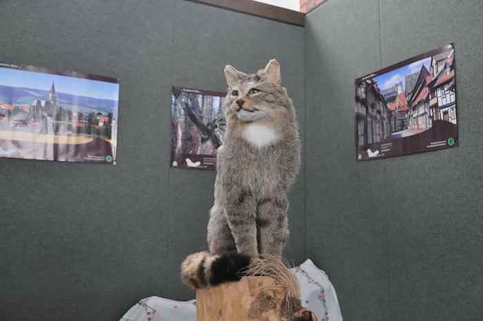 Harzfest 2011 auf den Petersberg