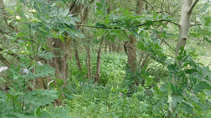 Dr&uuml;siges Springkraut