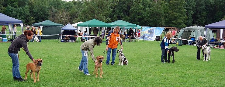Doggen auf dem Possen