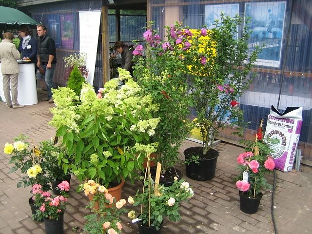 Rosenschautag in Ellrich