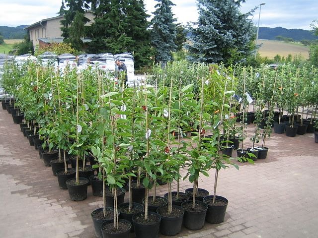 Rosenschautag in Ellrich