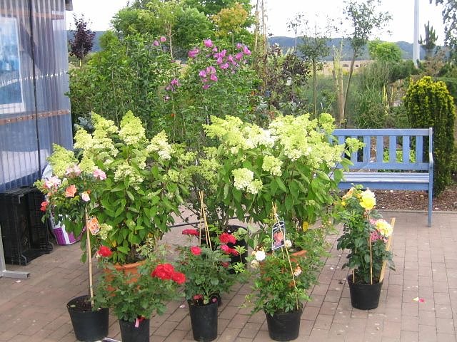 Rosenschautag in Ellrich