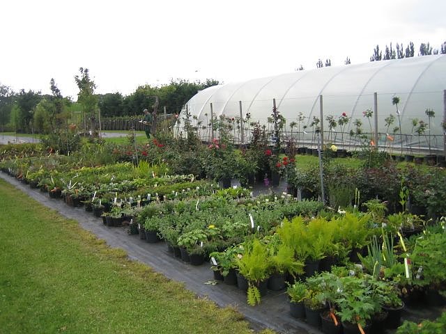 Rosenschautag in Ellrich