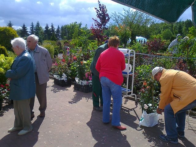 Rosenschautag in Ellrich