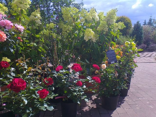 Rosenschautag in Ellrich