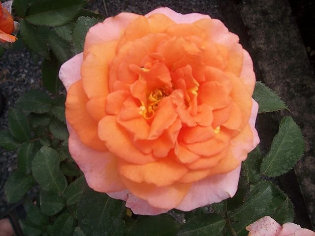 Rosenschautag in Ellrich