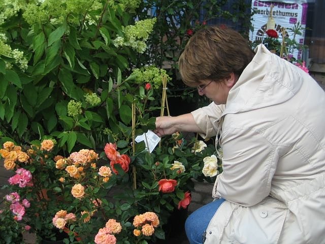 Rosenschautag in Ellrich