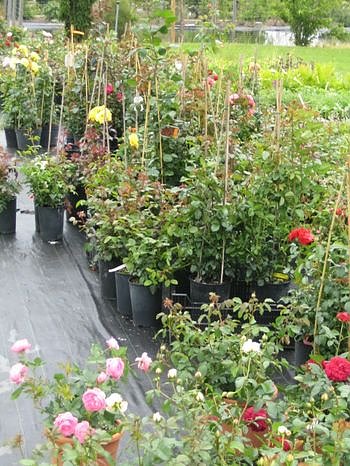 Rosenschautag in Ellrich