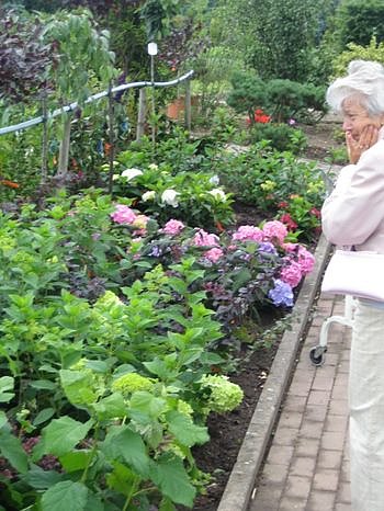 Rosenschautag in Ellrich