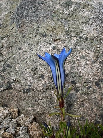 Wellensittich-Enziane