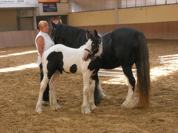 Wollersleben erobert