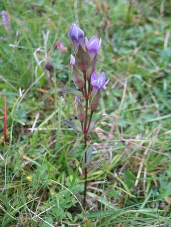 Enziane in der Heimat