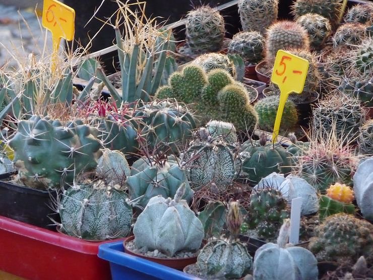 Markt zwischen Rath&auml;usern