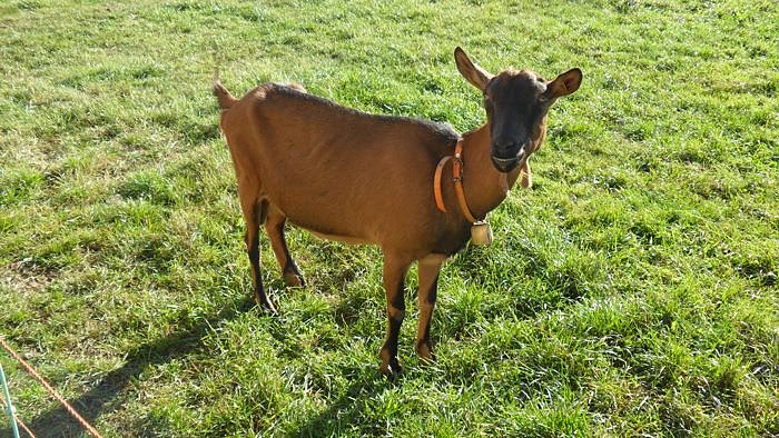 Ziegenalm Sophienhof