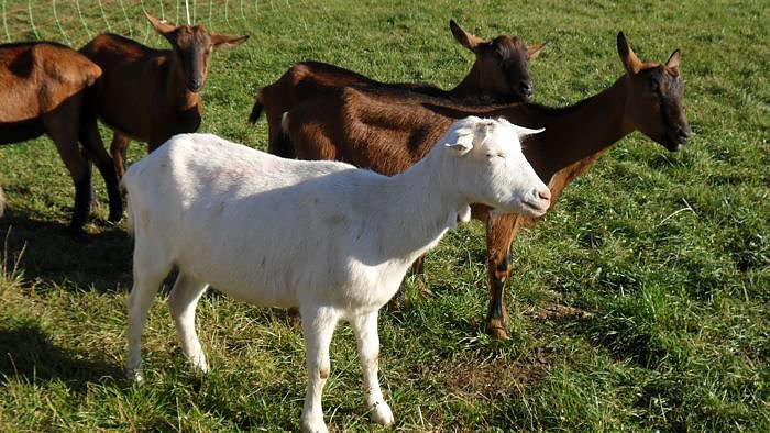 Ziegenalm Sophienhof