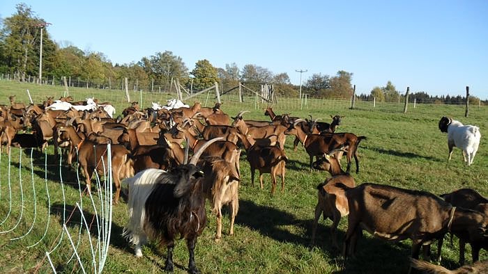 Ziegenalm Sophienhof