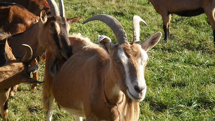 Ziegenalm Sophienhof