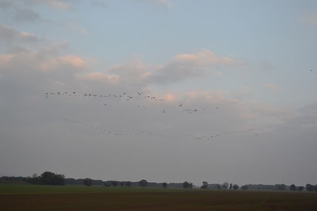Kraniche ziehen