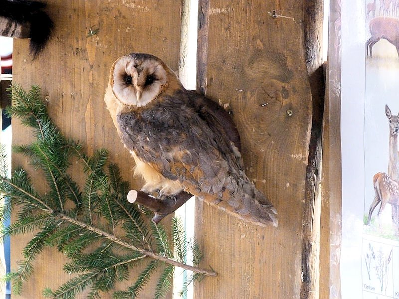 Herbstmarkt in Benneckenstein