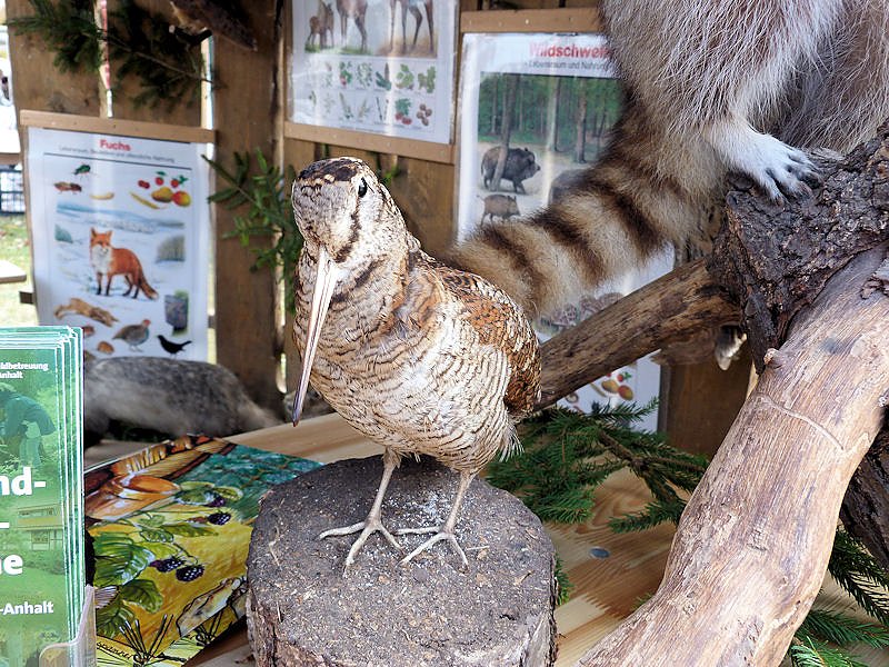Herbstmarkt in Benneckenstein