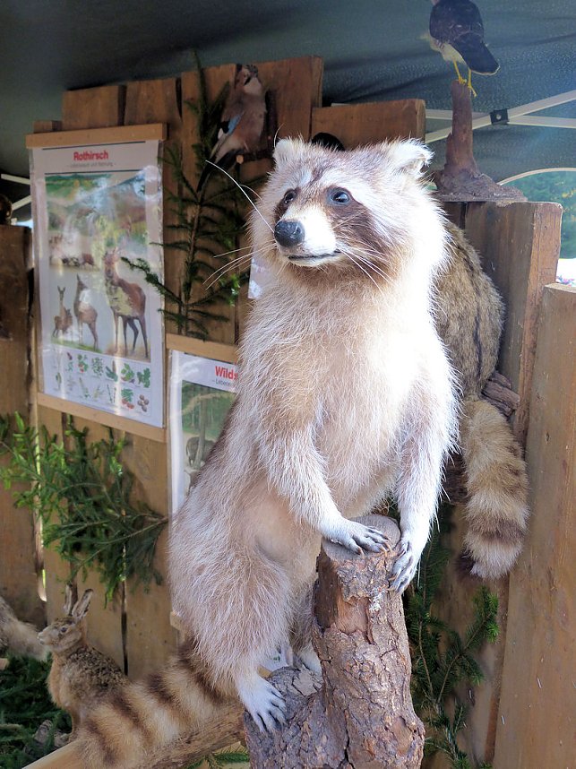 Herbstmarkt in Benneckenstein