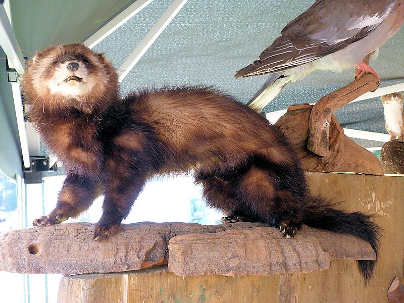 Herbstmarkt in Benneckenstein