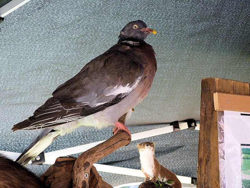 Herbstmarkt in Benneckenstein