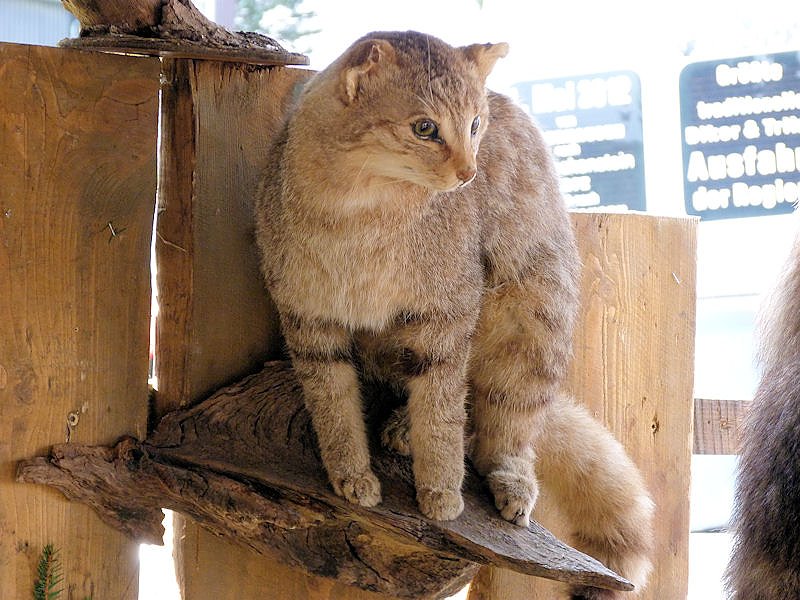 Herbstmarkt in Benneckenstein