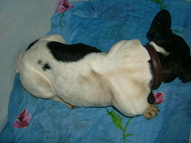 Sweety braucht Hilfe