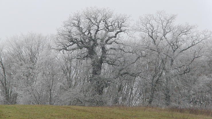 Wilde M&uuml;llkippen