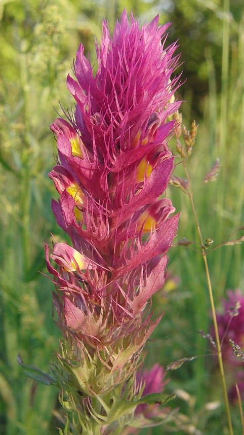 Die Wegwerfgesellschaft