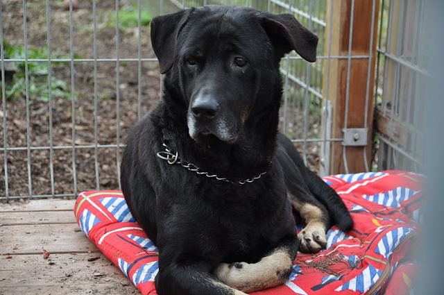 Weihnachtsmarkt im Tierheim