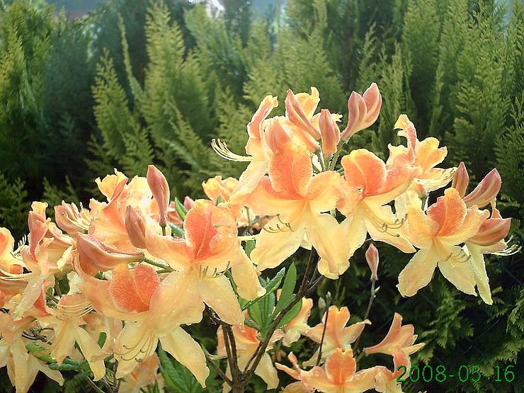 Volle Bl&uuml;tenpracht