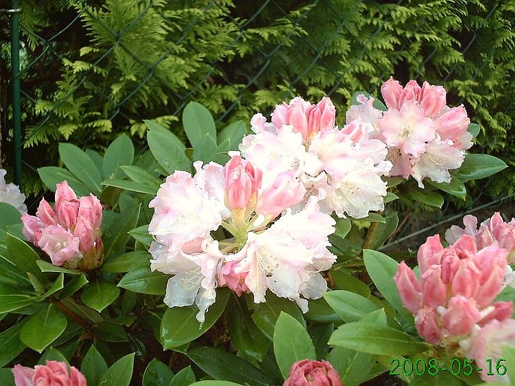 Volle Bl&uuml;tenpracht