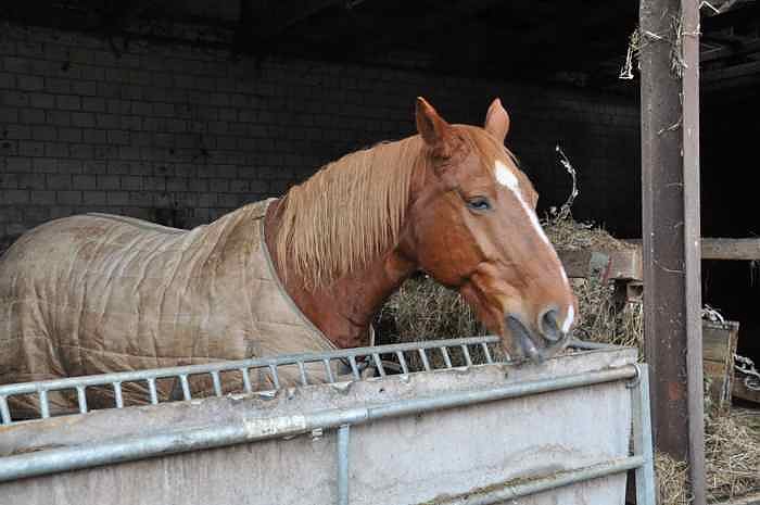Weihachtsgrillen bei Bauer Maik