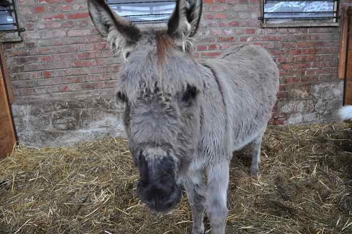 Weihachtsgrillen bei Bauer Maik
