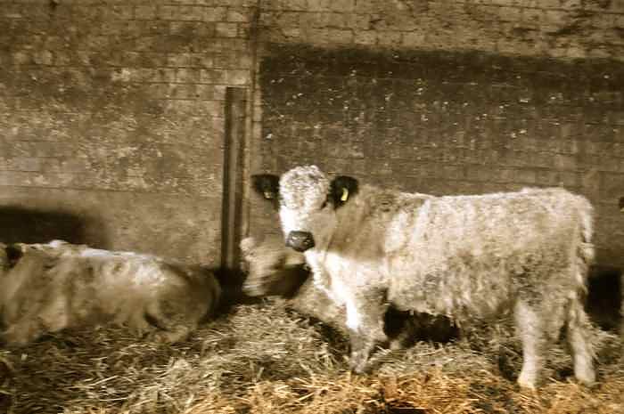 Weihachtsgrillen bei Bauer Maik