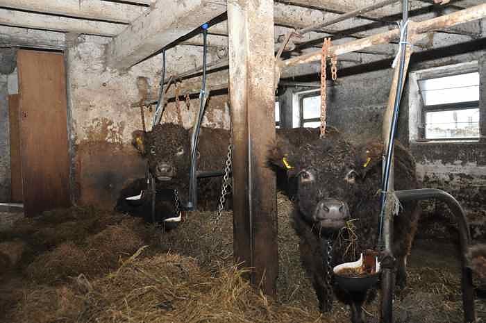Weihachtsgrillen bei Bauer Maik