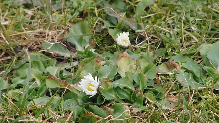 Zu-Fr&uuml;h-Bl&uuml;her