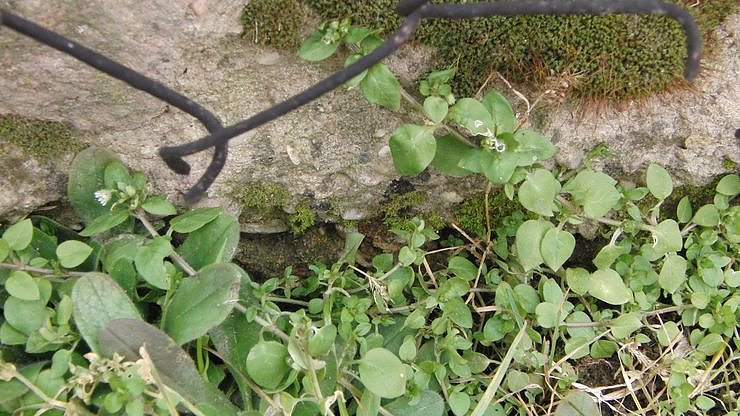 Zu-Fr&uuml;h-Bl&uuml;her