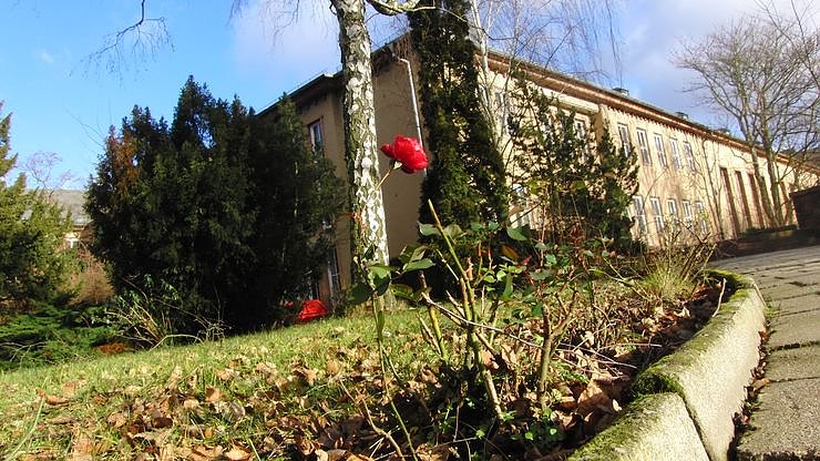 Zu-Fr&uuml;h-Bl&uuml;her