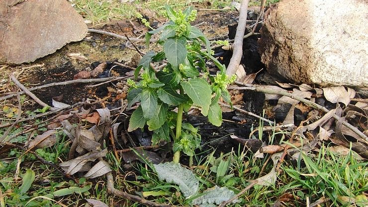 Zu-Fr&uuml;h-Bl&uuml;her