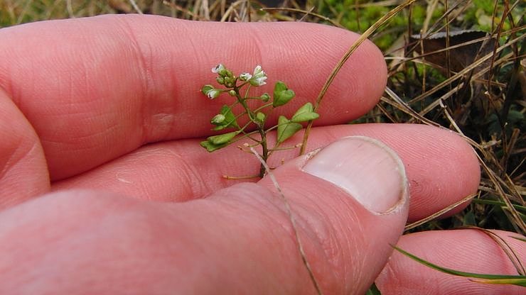 Zu-Fr&uuml;h-Bl&uuml;her