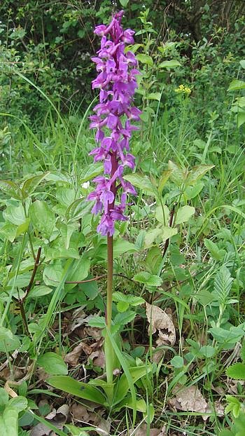 Im Einsatz f&uuml;r die Natur