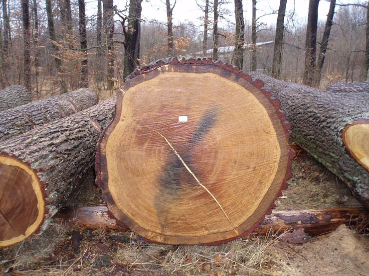 Eine Starkeiche mit Farbeinlauf aufgrund eines Metalleinschlusses (Munition). Der Einschlag wurde auf einem M&uuml;hlengel&auml;nde zwischen Klettenberg und Holbach durchgef&uuml;hrt