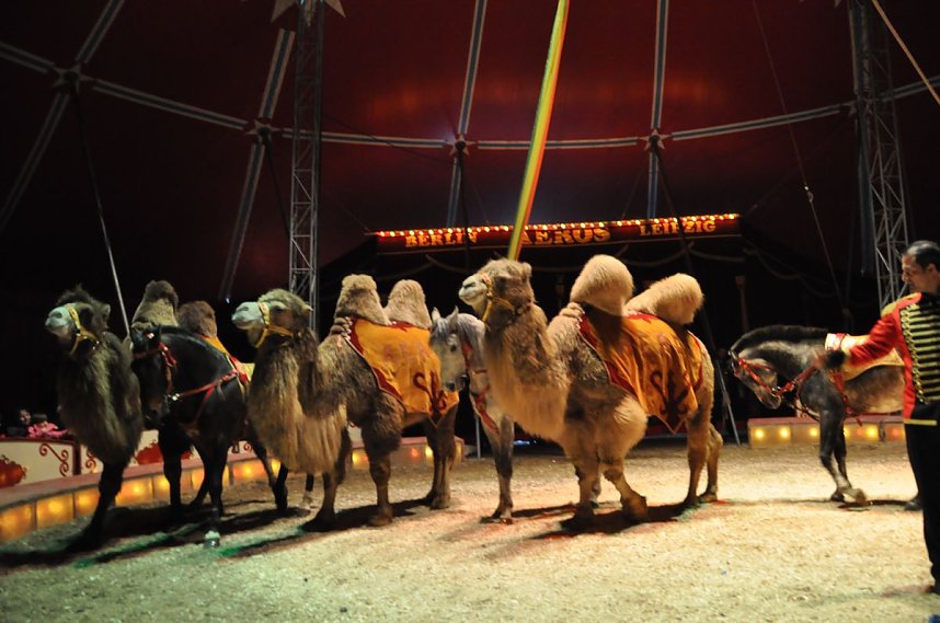 Zirkus Aeros in Nordhausen