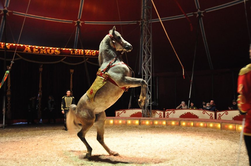 Zirkus Aeros in Nordhausen